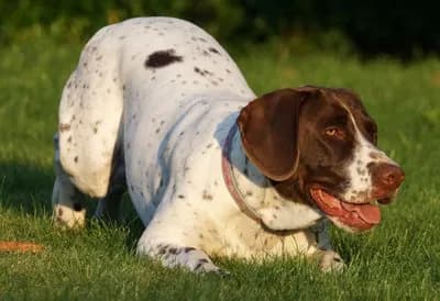 Gammel Dansk Hønsehund