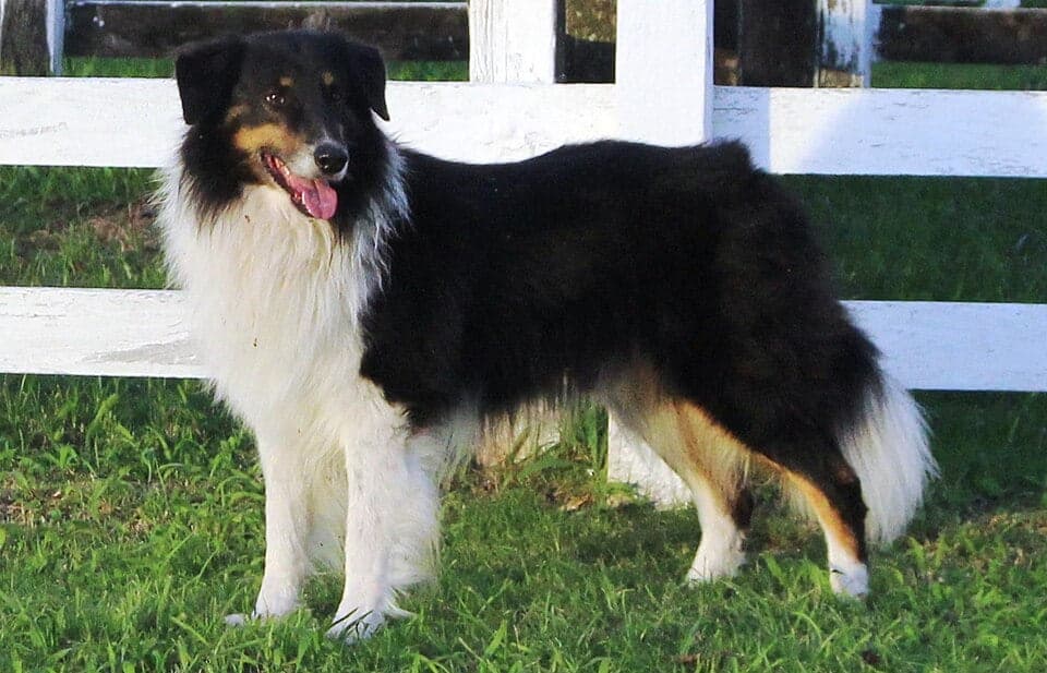 Gaucho sheepdog