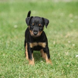 German Hunt Terrier