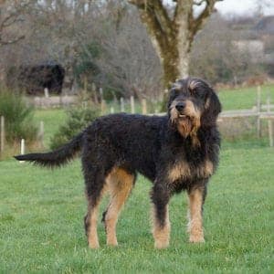 Griffon Nivernais