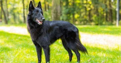 Groenendael