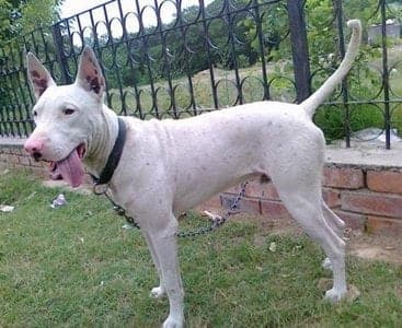Gull Terrier