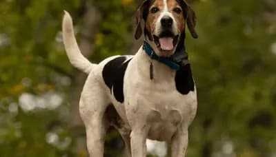 Halden Hound