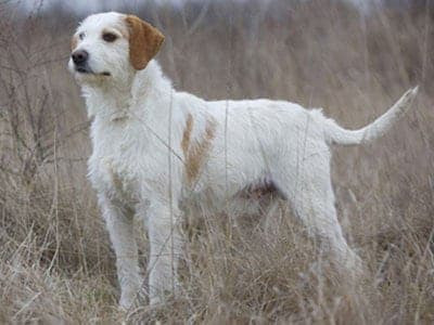 Istrian Coarse-Haired Hound