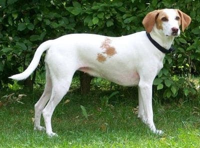 Istrian Shorthaired Hound