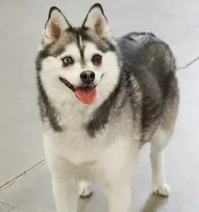 Kai Dog