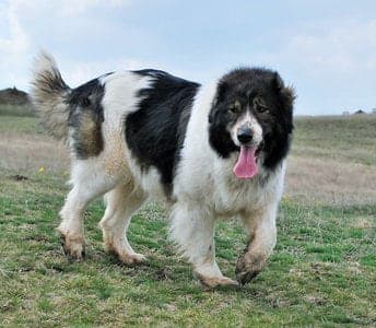 Karakachan