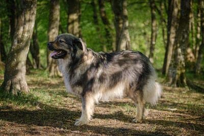 Karst Shepherd