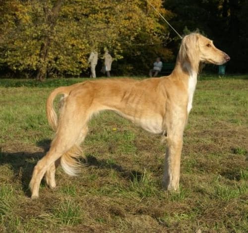Kazakh tazy