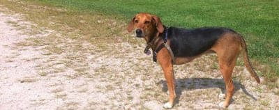 Kerry Beagle