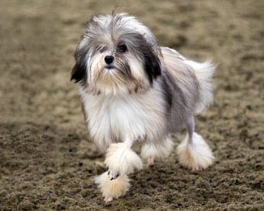 Löwchen (Little Lion Dog)