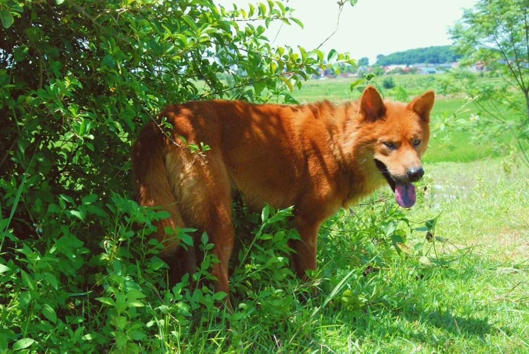 Lài Dog