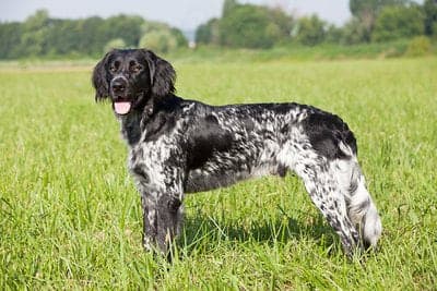 Large Münsterländer