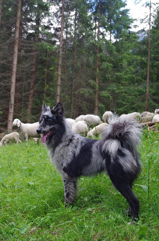 Lessinia and Lagorai Shepherd