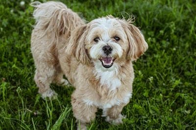 Lhasa Apso