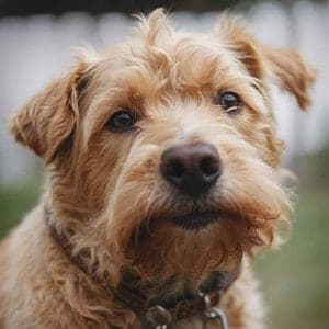 Lucas Terrier