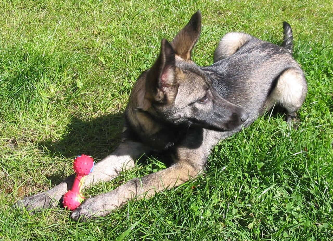 Lupo Italiano