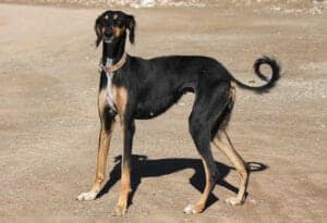 Mahratta Hound