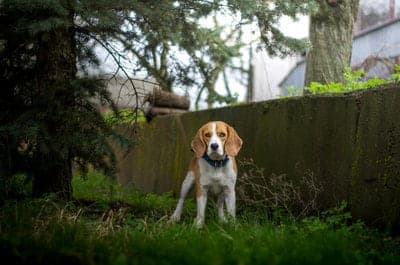 Majestic Tree Hound