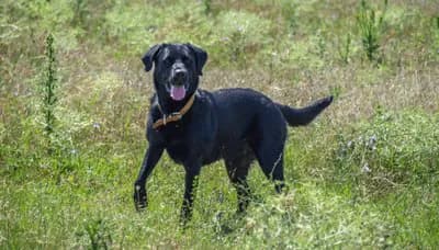 Majorca Shepherd Dog