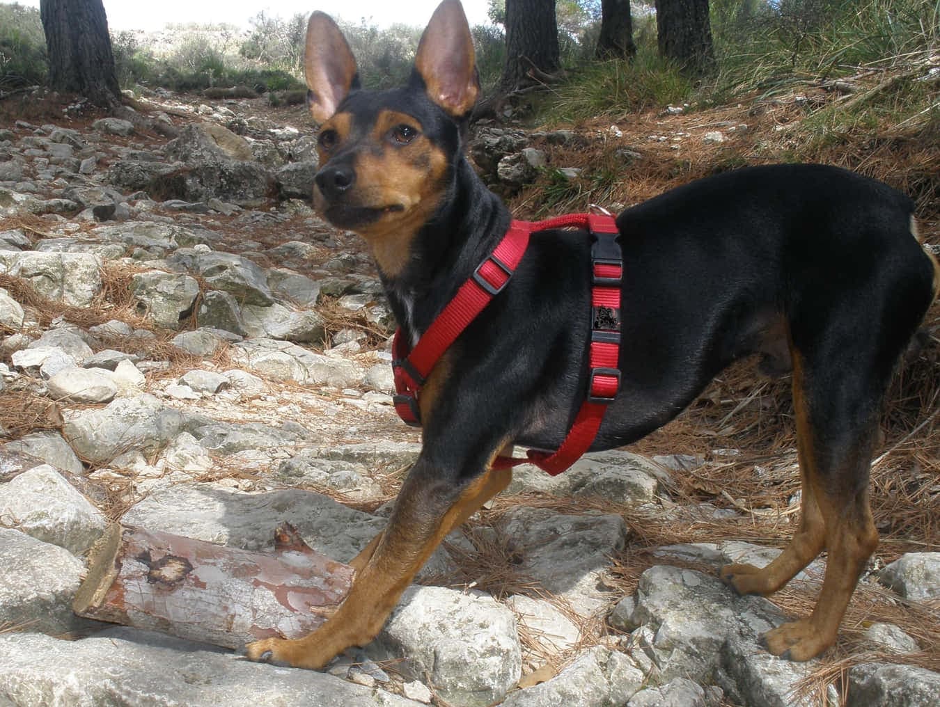 Mallorcan ratter