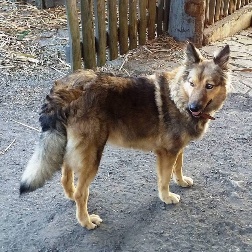 Mantiqueira Shepherd