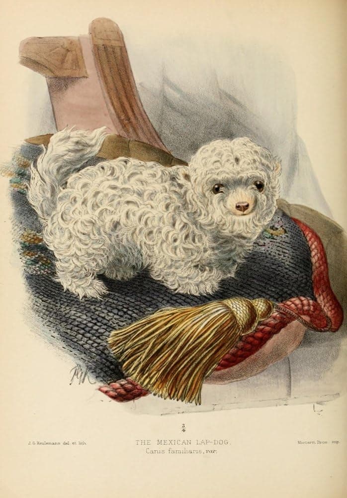 Mexican lapdog