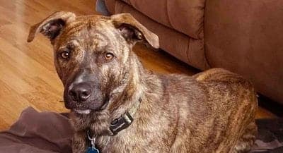 Mountain Cur