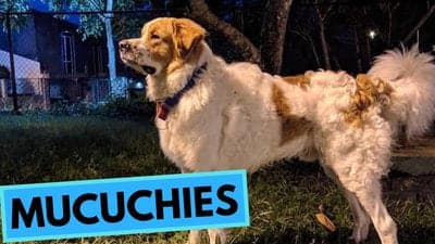 Mucuchies