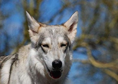 North American Indian Dog