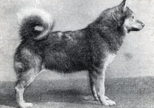 North-Eastern Hauling Laika