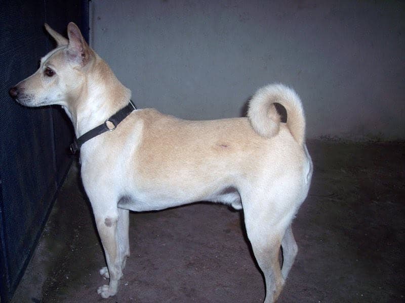 Pandikona