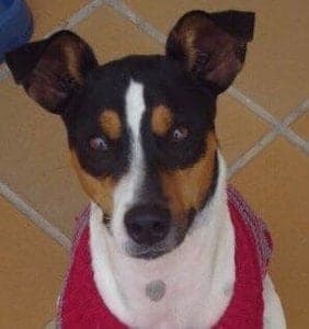 Perro Ratonero Andaluz
