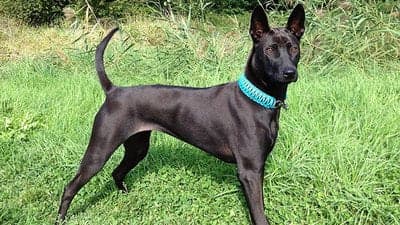 Phu Quoc Ridgeback Dog
