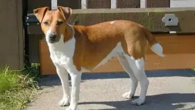 Plummer Terrier