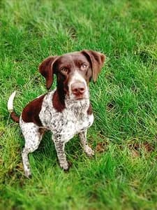 Pointer