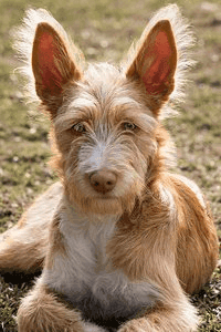 Portuguese Podengo