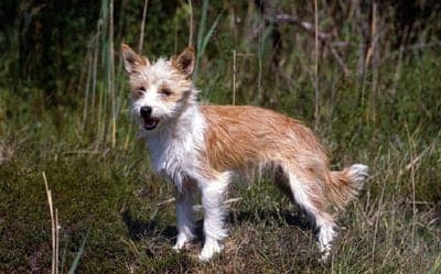 Portuguese Podengo Pequeno