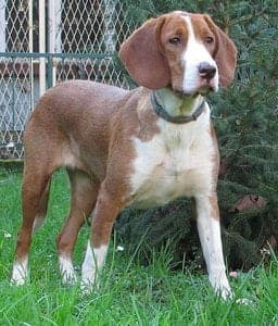 Posavac Hound