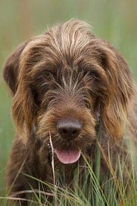 Pudelpointer