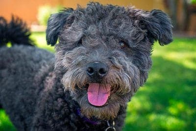 Pumi