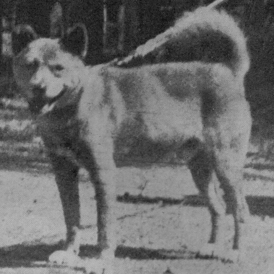 Akagi Inu