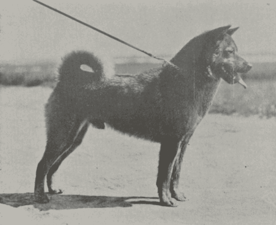 Sekishū Inu