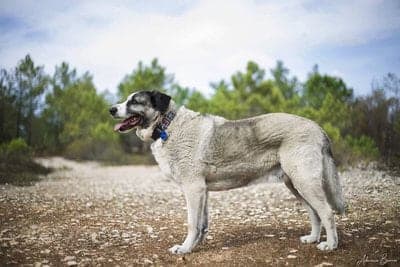 Rafeiro do Alentejo