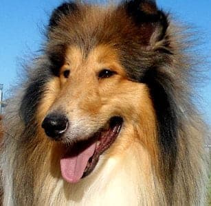 Rough Collie