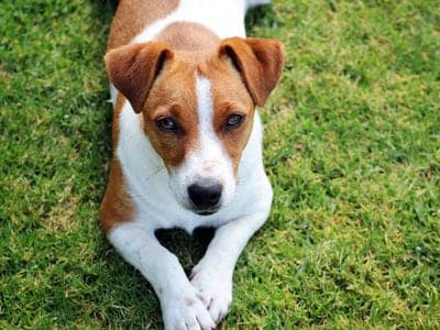 Russell Terrier