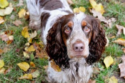 Russian Spaniel