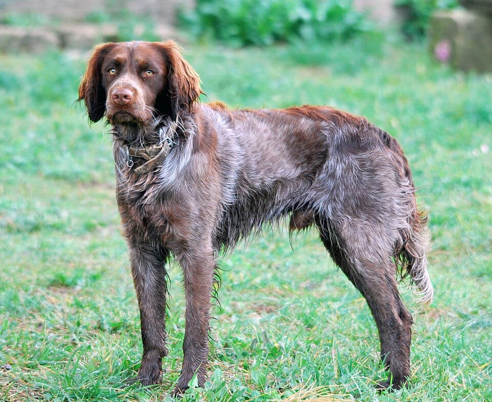 Saint-Usuge Spaniel