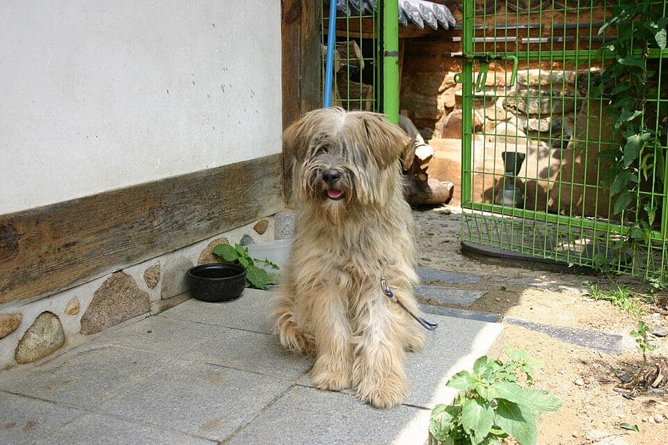 Sapsali