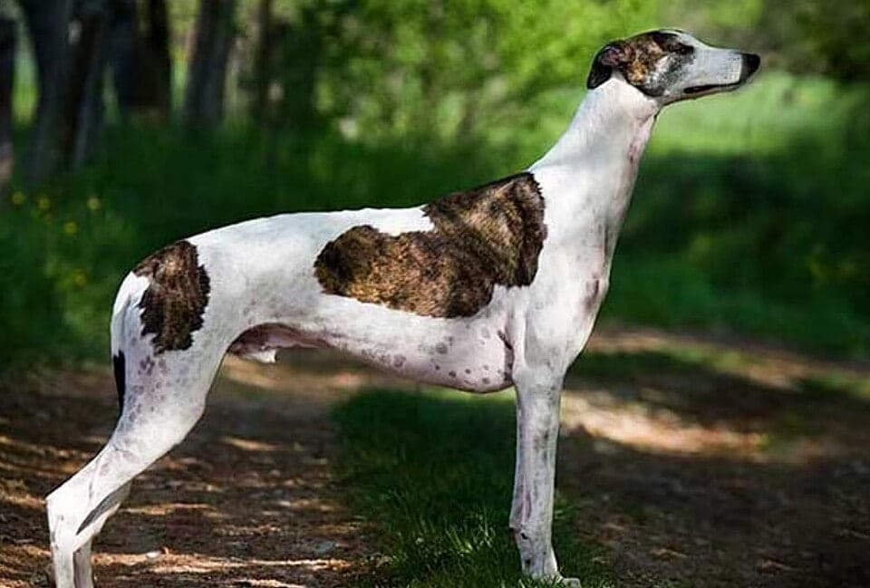 Sarail hound